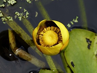 110625waterLily