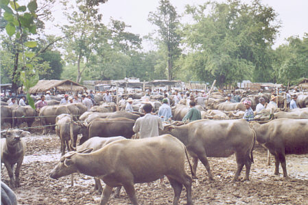 Buffalo market