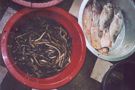 Seafood for sale