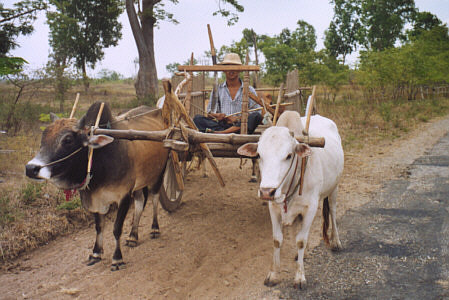 Typical wooden oxcart