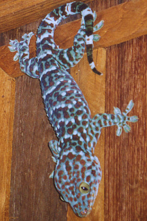 The biggest gecko of our lives