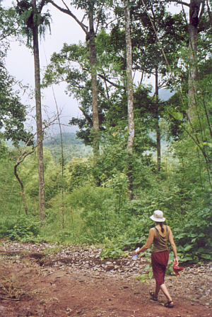 View of the jungle below