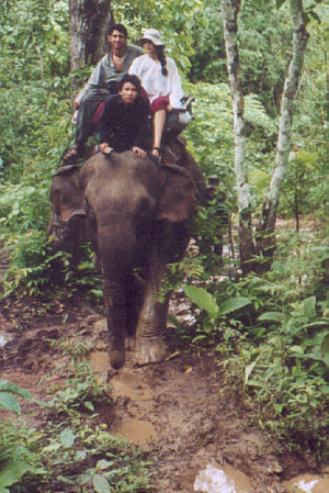 Riding an elephant through the muddy, hilly jungle is not as comfortable as one may think