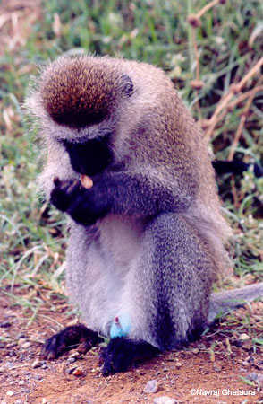 Blue_Vervet_monkey_Nakuru_trip2