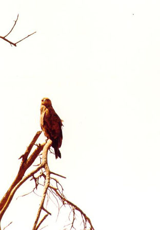 Eagle_lake_Nakuru