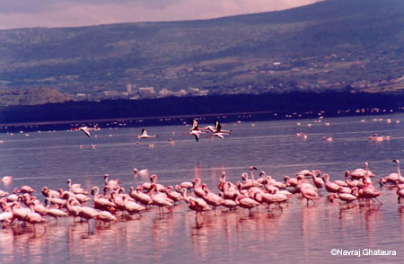 Flamingos_flight_nakuru_trip2_2