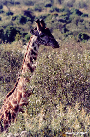 Giraffe_Maasai_Mara3