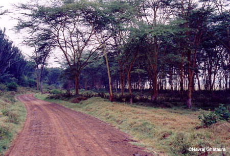 Lake_Nakuru_nat_park_road