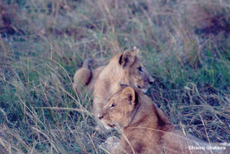 Lion_cubs_Mara2