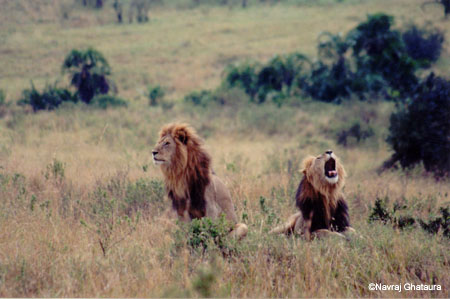 Lions_High_res