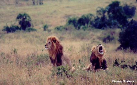 Lions_Mara