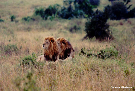 Lions_Mara2