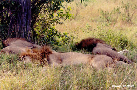 Lions_Mara_sleeping