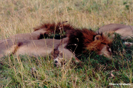 Lions_Mara_sleeping2