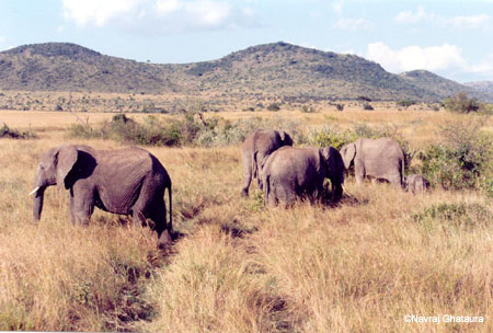 Maasai_mara_elephants