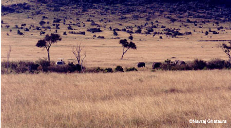Maasai_mara_elephants_2