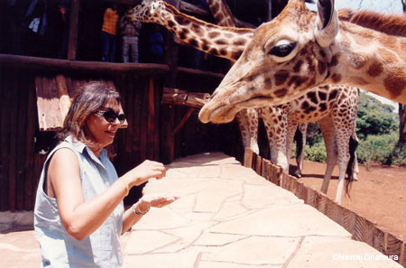 Mum_feeding_1_year_old_giraffe