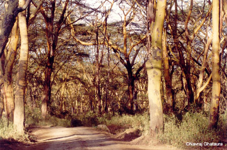 Nakuru_park_main_road_yellow_acacia_trees