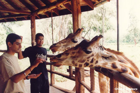 Navjit_Rajpal_feeding_giraffes