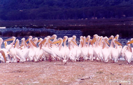 Pelicans_Nakuru_trip2