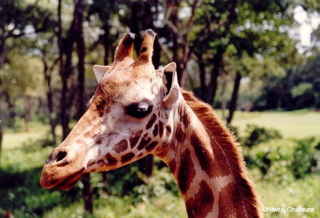 Portrait_giraffe