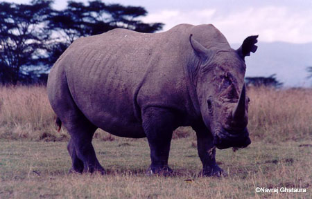 White_Rhino_Nakuru_trip2