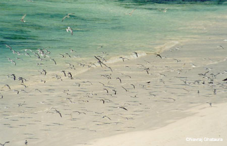 birds_on_beach_south_coast