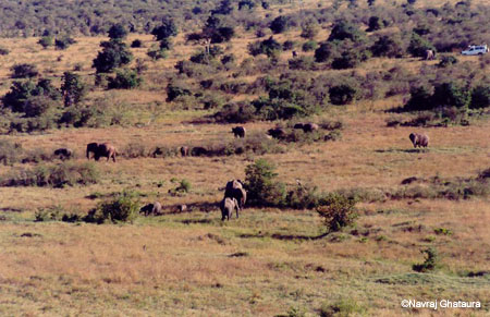 elephants_Maasai_Mara