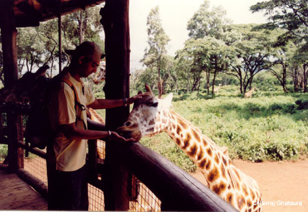 feeding_giraffe