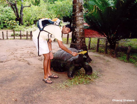 me_feeding_giant_tortoise