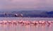 Flamingos_flight_nakuru_trip2