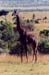 Giraffe_Maasai_Mara
