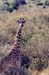 Giraffe_Maasai_Mara2
