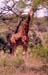 Giraffe_on_cliffs_lake_nakuru_trip2