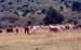 Maasai_kids_herding_cattle_Mara