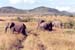 Maasai_mara_elephants