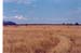 Maasai_mara_plains