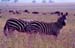 Zebras_nakuru_trip2