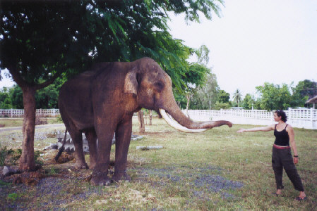 Mommy elephant!